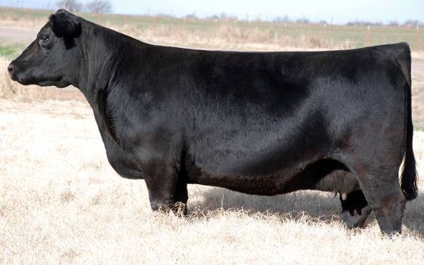 Club Calf Embryos For Sale:  SB10-2393