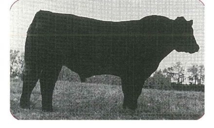 Club Calf Semen For Sale:  SB10-2395