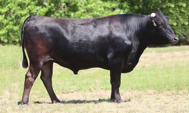 Wagyu Embryos For Sale:  SB10-2423