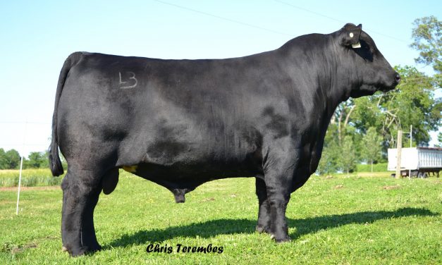 Angus Semen For Sale:  SB10-2394