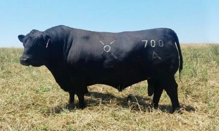 Angus Semen For Sale:  SB10-2401