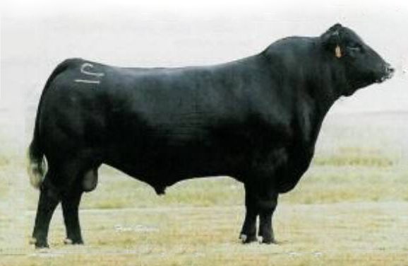Angus Semen For Sale:  SB10-4492