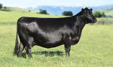 Angus Embryos For Sale:  SB10-3487
