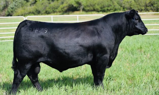 Angus Semen For Sale:  SB10-2675
