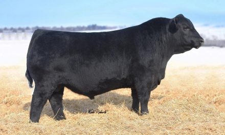 Angus Semen For Sale:  SB10-3491