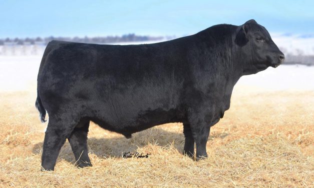 Angus Semen Wanted:  SB10-2399