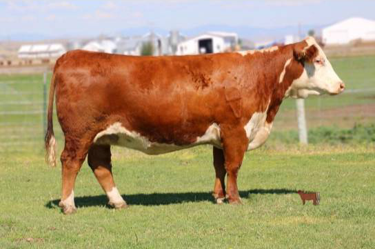 Hereford Embryos For Sale:  SB10-2451