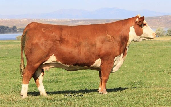 Hereford Embryos For Sale:  SB10-2244
