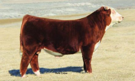 Hereford Embryos For Sale:  SB10-2443