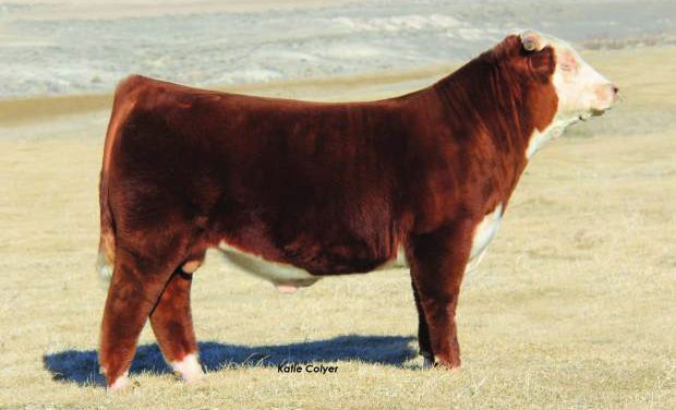 Hereford Embryos For Sale:  SB10-2443