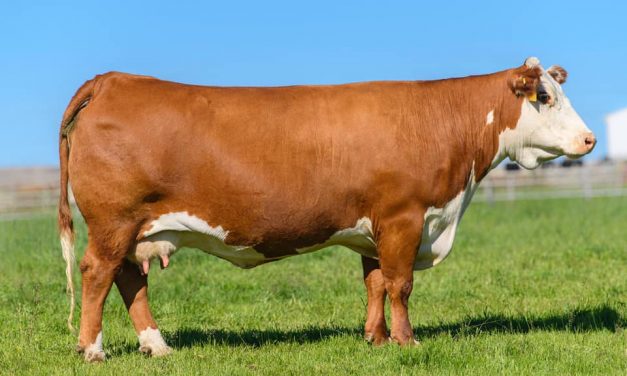 Hereford Embryos For Sale:  SB10-2444