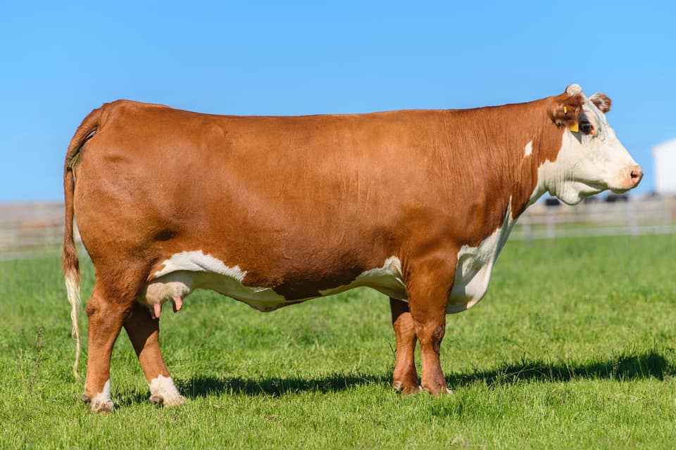 Churchill lady 1162
