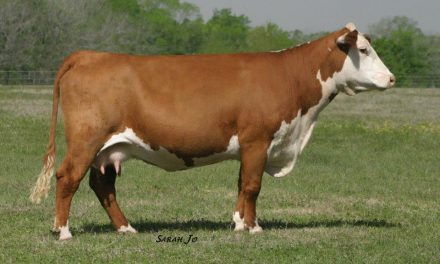 Hereford Embryos For Sale:  SB1-2443
