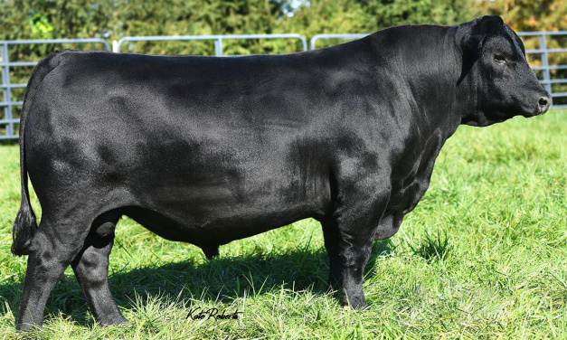 Angus Semen For Sale:  SB10-4474