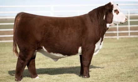 Hereford Semen For Sale:  SB10-2478