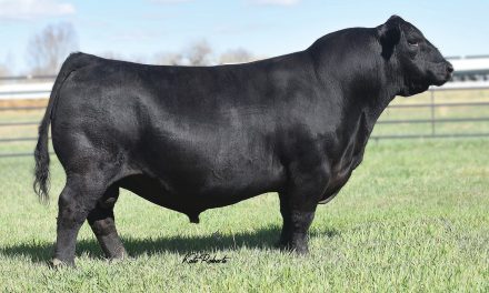 Angus Semen For Sale:  SB10-3535