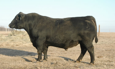 Angus Semen Wanted:  SB10-2459