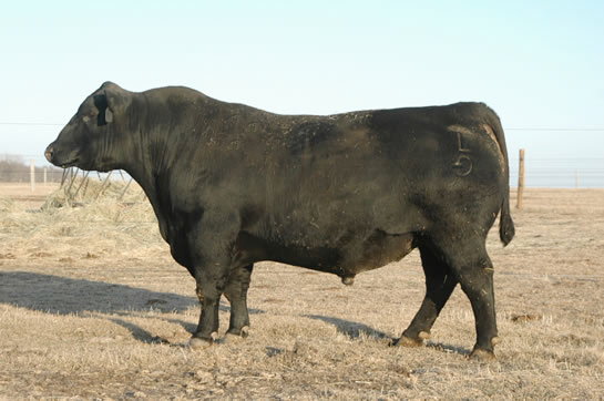 Angus Semen Wanted:  SB10-2459