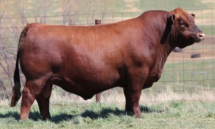 Red Angus Semen For Sale:  SB10-2428
