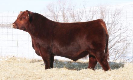 Red Angus Semen For Sale:  SB10-2513