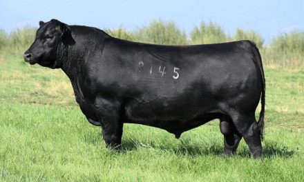 Angus Semen For Sale: SB10-2438