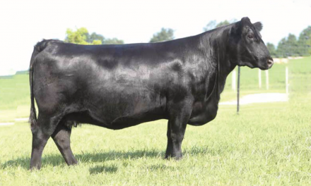 Angus Embryos For Sale:  SB10-2462