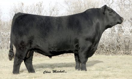 Angus Semen For Sale:  SB10-2427