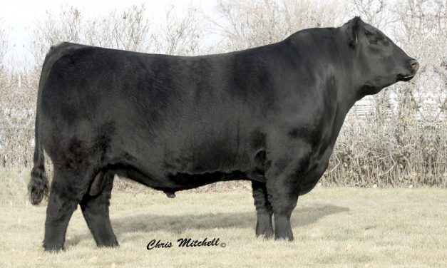 Angus Semen For Sale:  SB10-2427