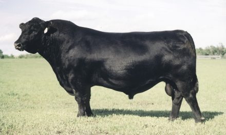 Angus Semen For Sale:  SB10-2479