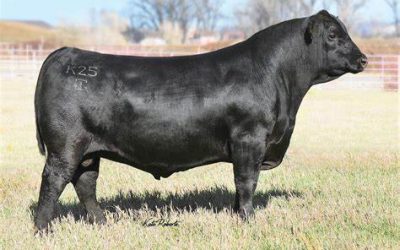 Angus Semen For Sale:  SB10-2473