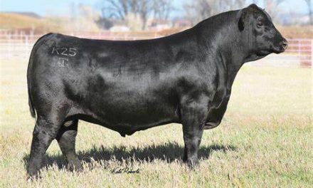 Angus Semen For Sale:  SB10-2473