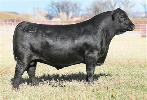 Angus Semen For Sale:  SB10-2473