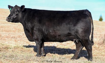 Angus Embryos For Sale:  SB10-2455