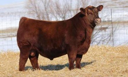 Red Angus Semen For Sale:  SB10-3998