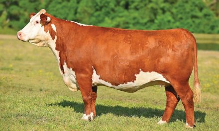 Hereford Embryos For Sale:  SB10-2442