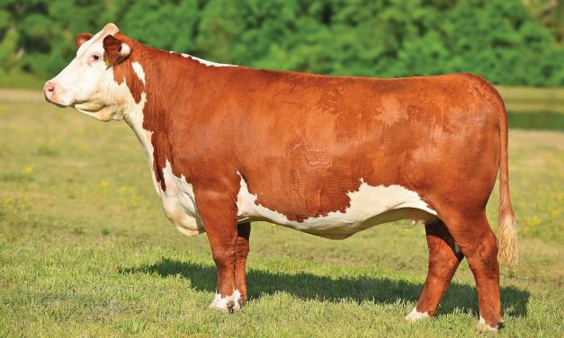 Hereford Embryos For Sale:  SB10-2442