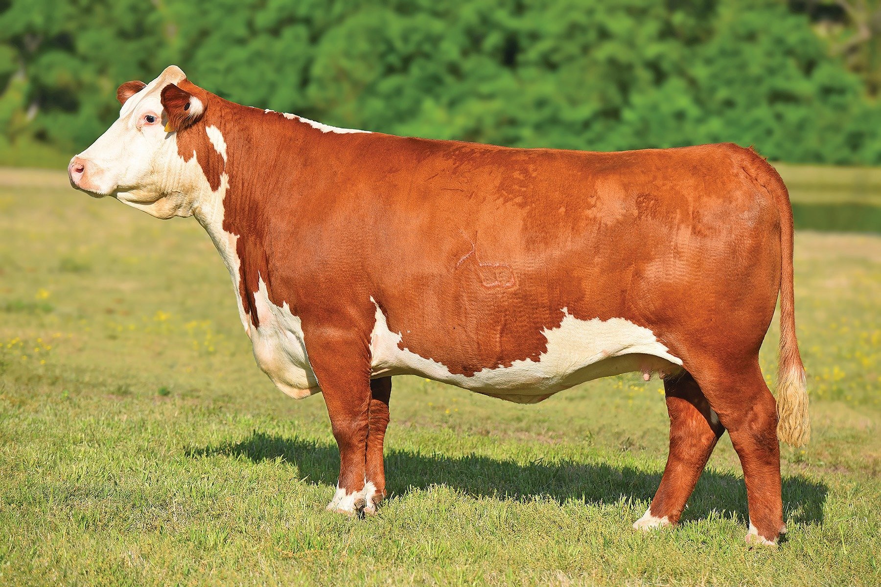 kb-lady-sentry-8090u