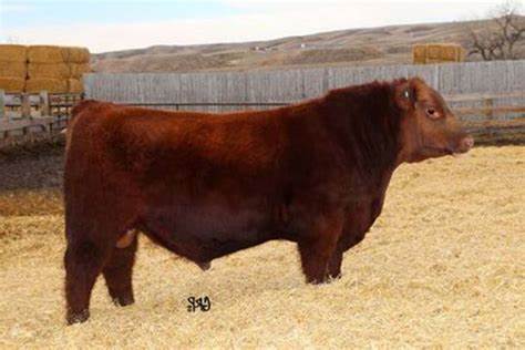 Red Angus Semen For Sale:  SB10-2450