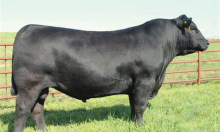 Angus Embryos For Sale:  SB10-2458