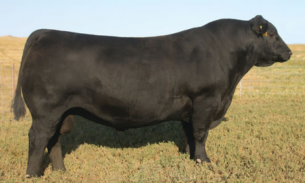 Angus Embryos For Sale – SB10-2465