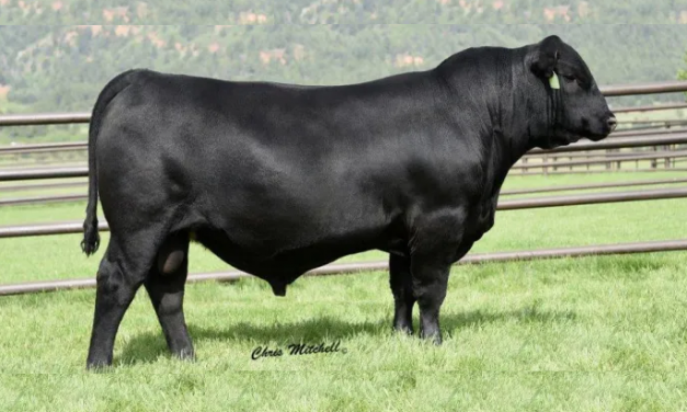 Angus Semen For Sale:  SB10-2429