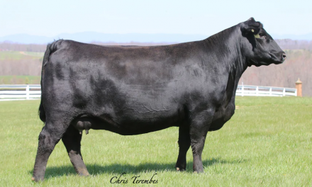 Angus Embryos For Sale:  SB10-2467