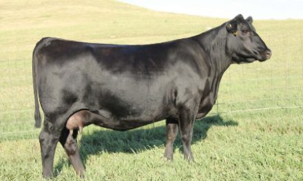 Angus Embryos For Sale:  SB10-2527