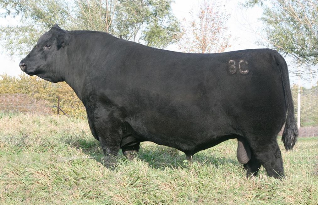 BC Certified 413-1