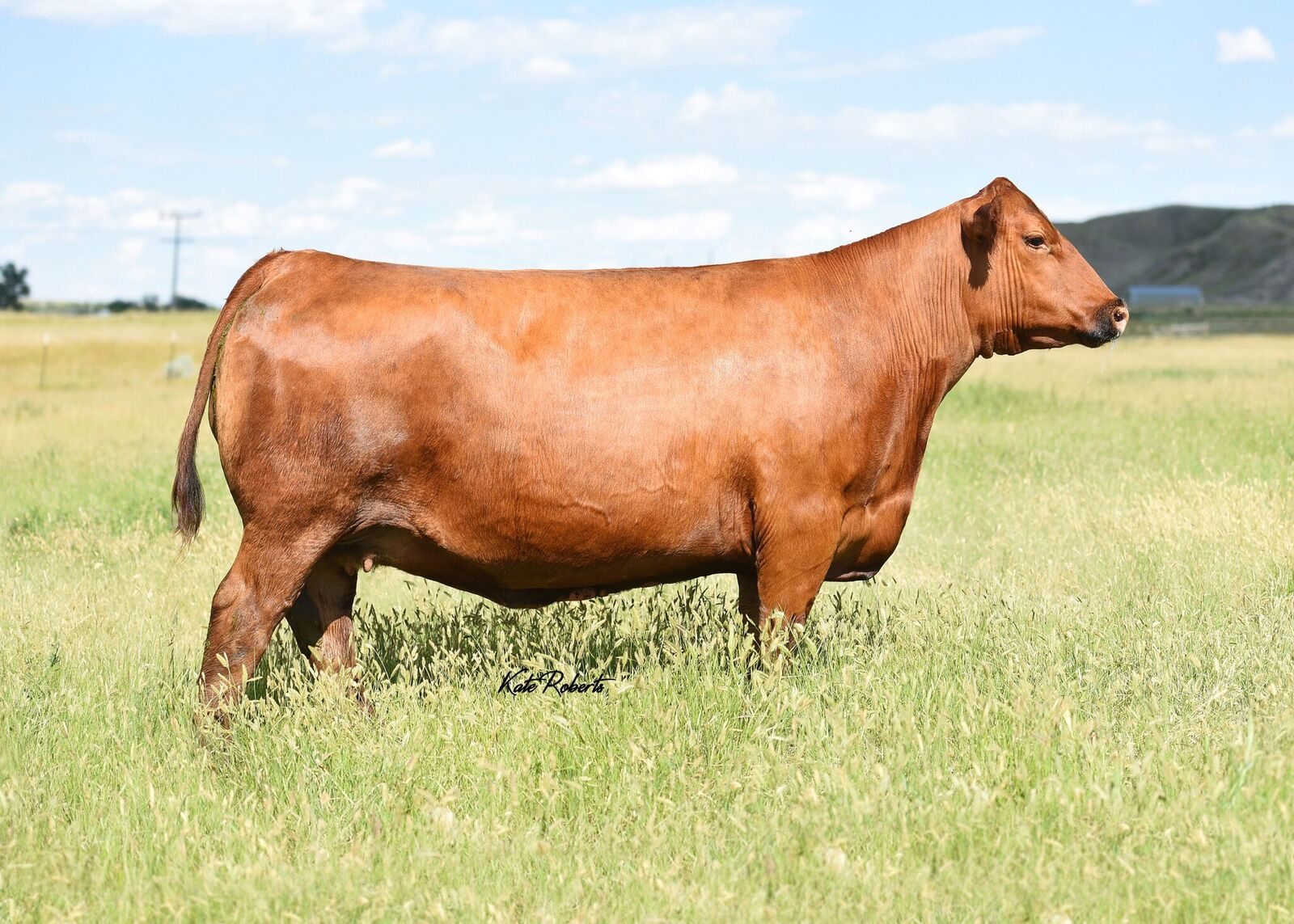 Brown Abigrace Z7869 Kate