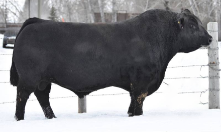 Simmental Semen Wanted:  SB10-2511