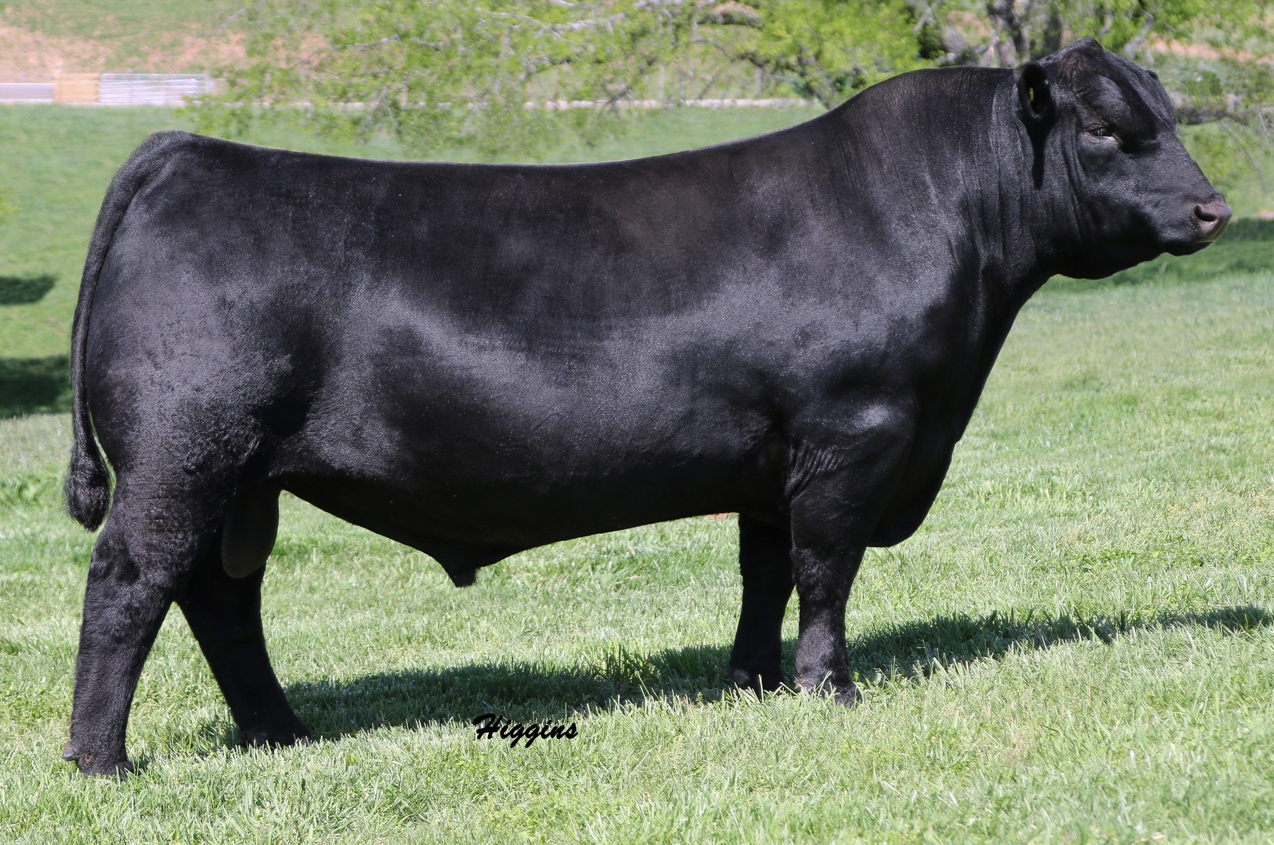 SAV 654X Rainmaster 6849 final cropped