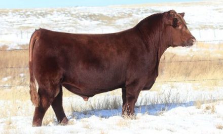 Red Angus Semen For Sale:  SB10-2586