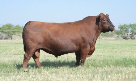 Red Angus Semen For Sale:  SB10-2493