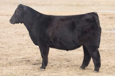 Maine Anjou Semen For Sale:  SB10-2505